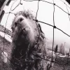 Cover von Dissident (Remastered)