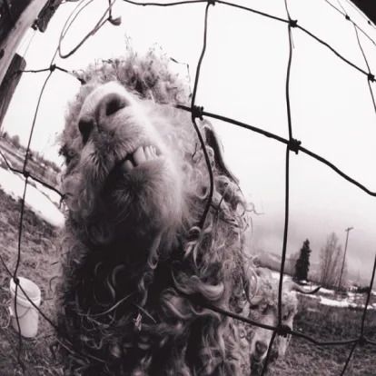 Cover: Dissident (Remastered) von Pearl Jam