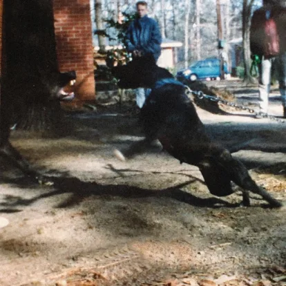 Cover: Africa von The Lion King