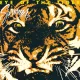Cover: Eye of the Tiger